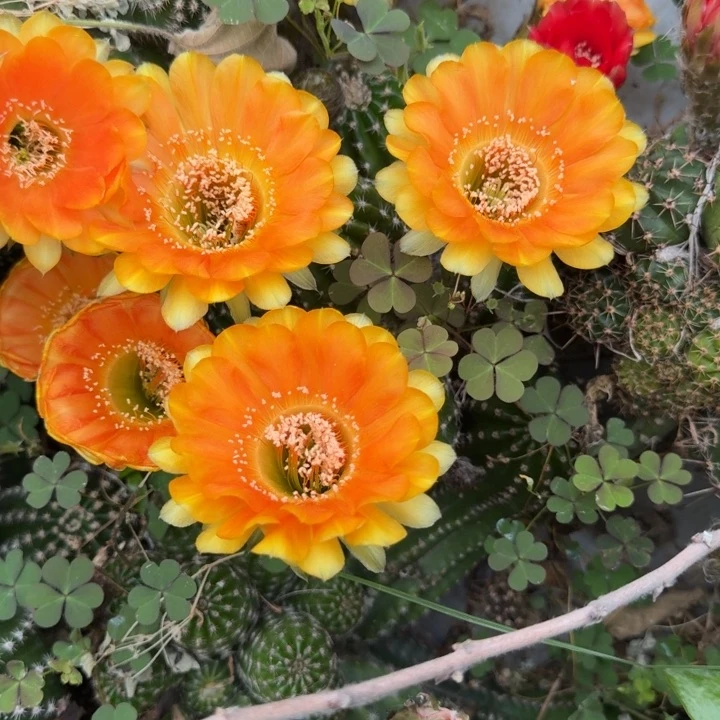 金刚仙人球群生858