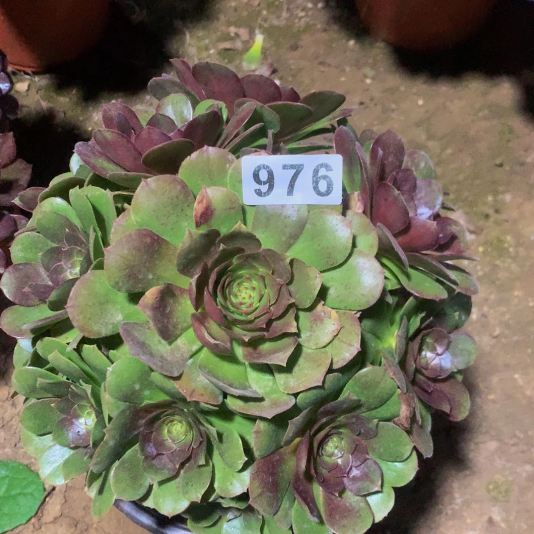 【闪购商品】976万多肉