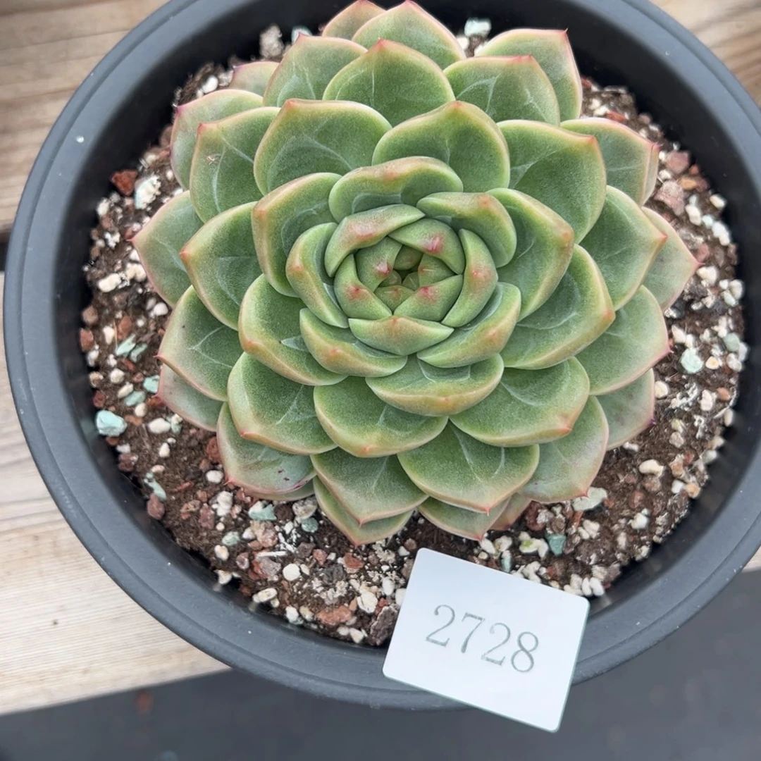 小*2728肉肉肉肉肉肉