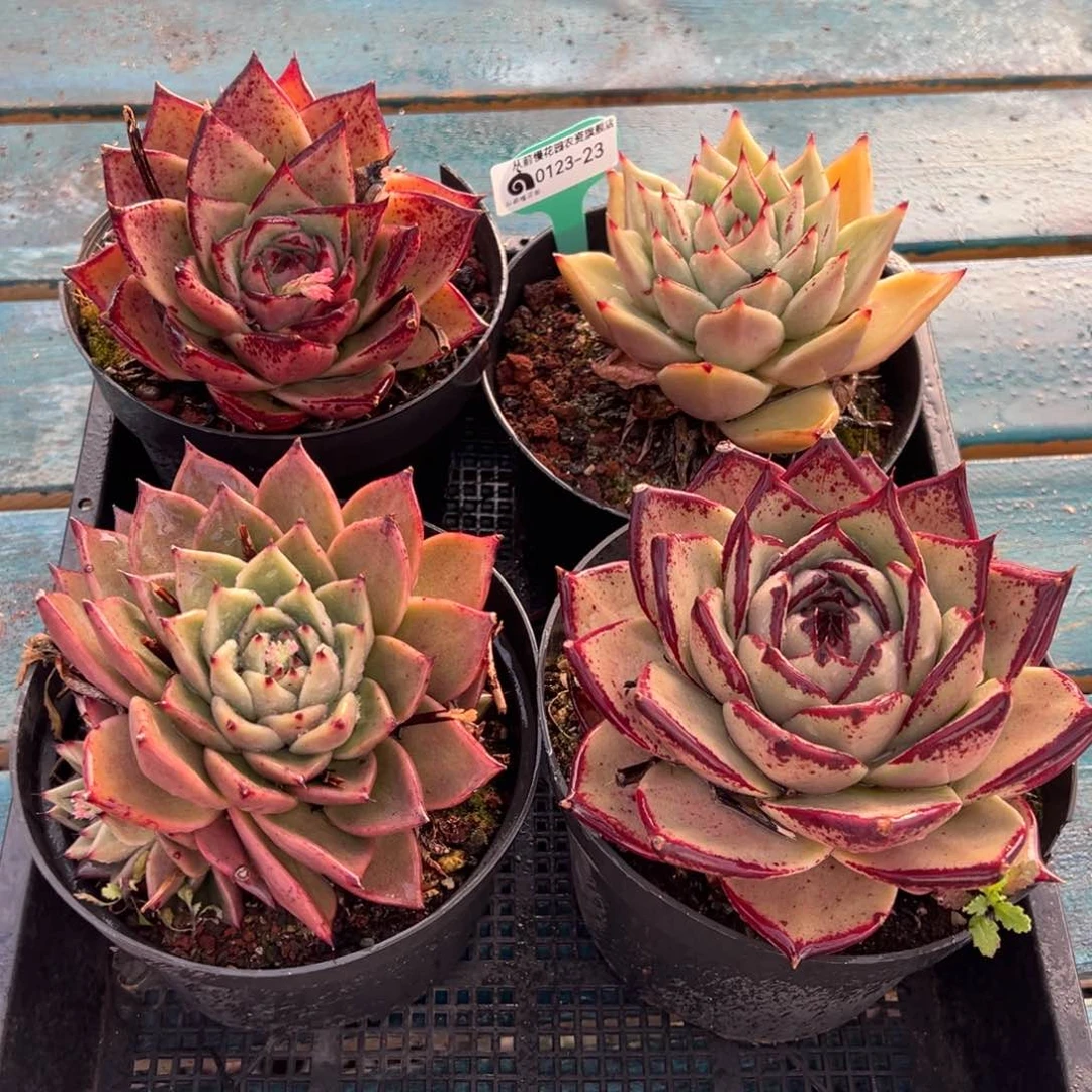 从前慢多肉精选编号0123.23