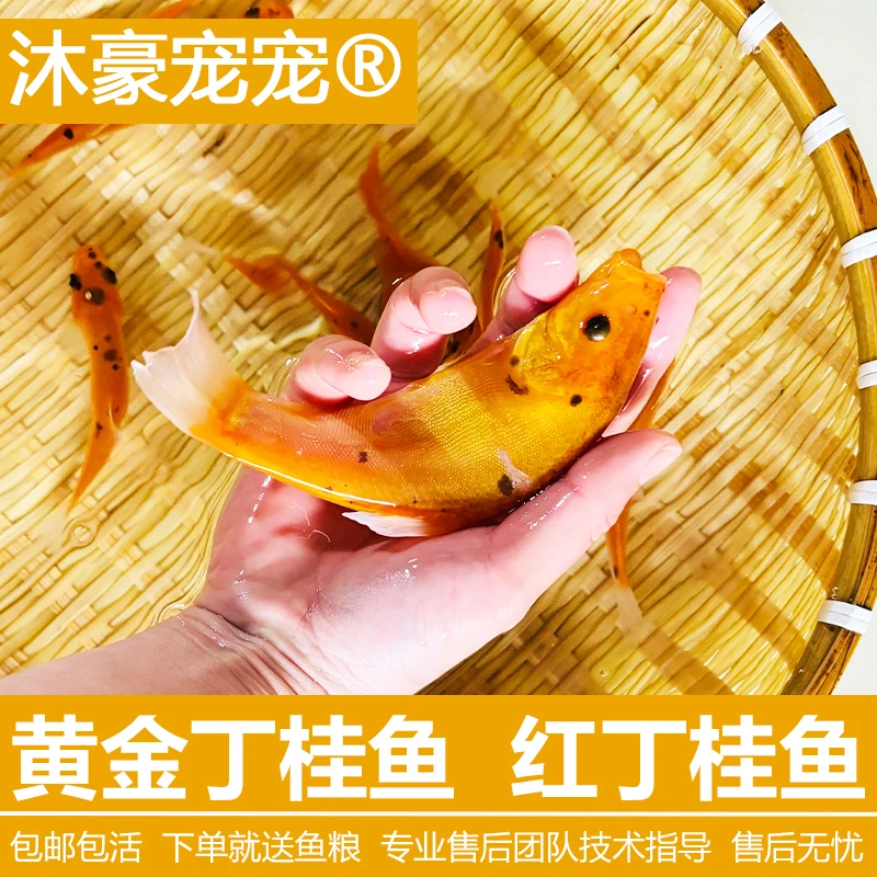 沐豪宠宠【运营推荐】精选丁桂鱼淡水养殖丁贵鱼苗包活养殖耐高温度