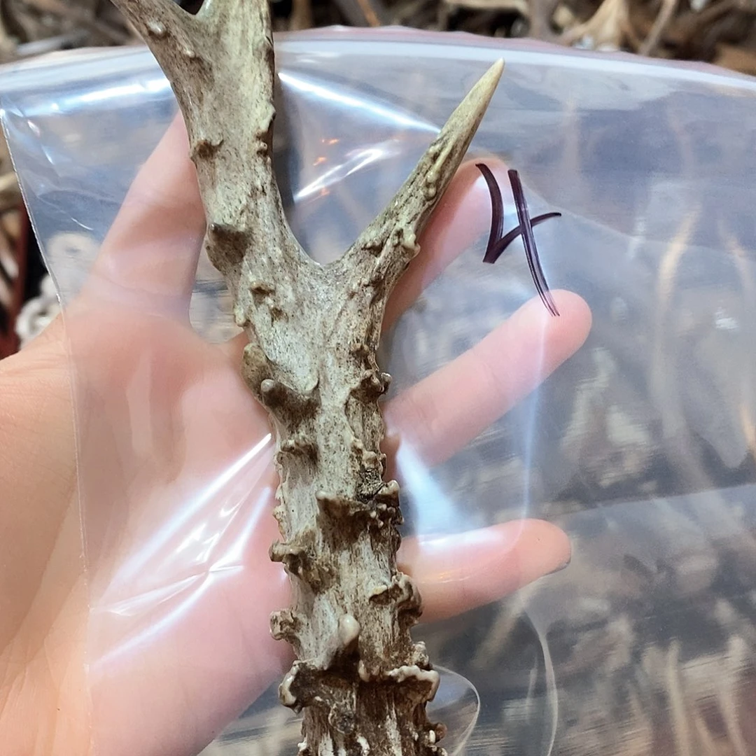 鹿角鹿角鹿角鹿角鹿角