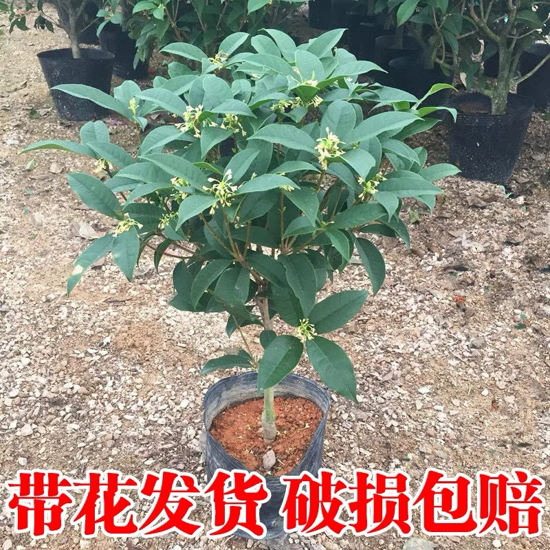 桂花树苗四季桂盆栽可食用开花不断室内阳台庭院浓香型花卉植物