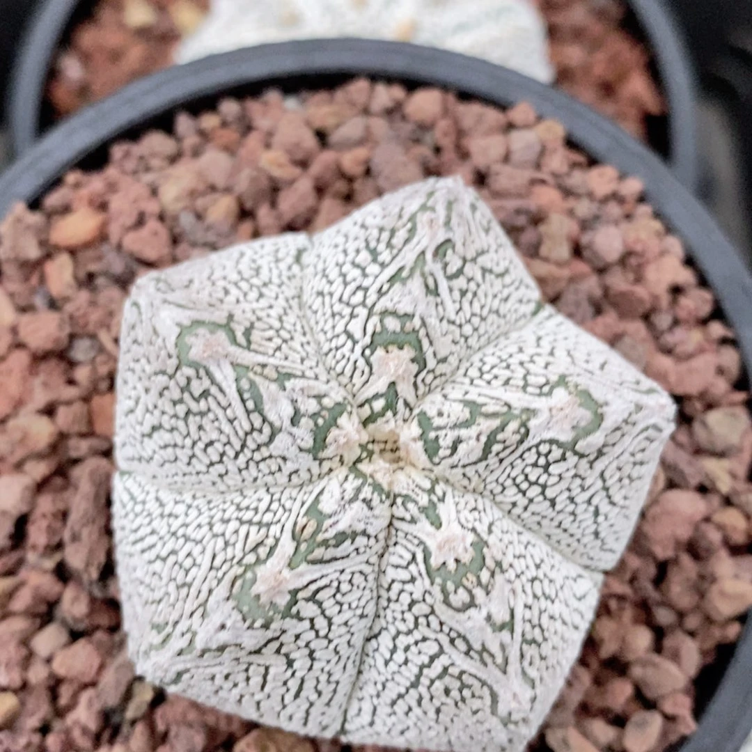 仙人球等多种恩塚精品