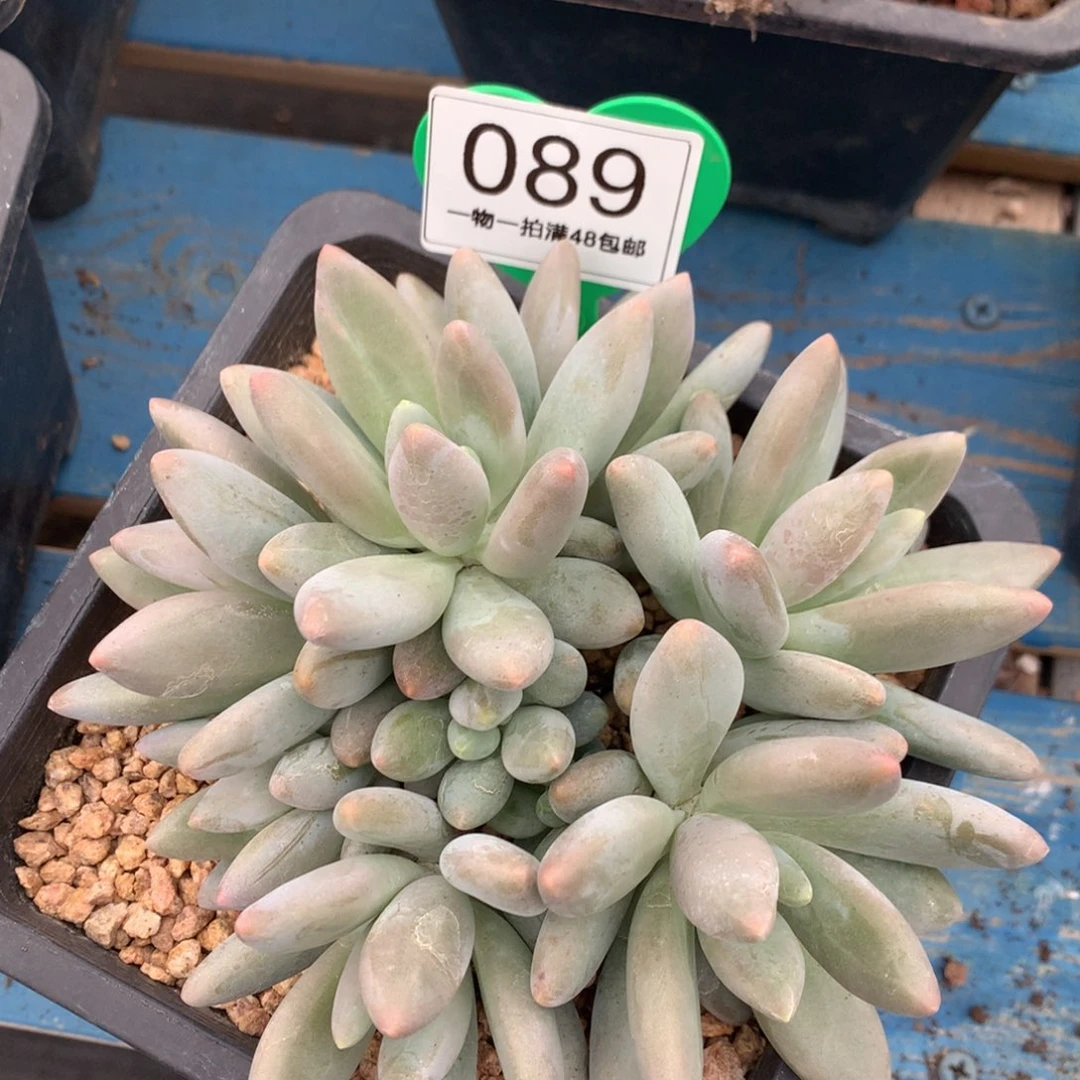 白兰地无砍平头捧花089