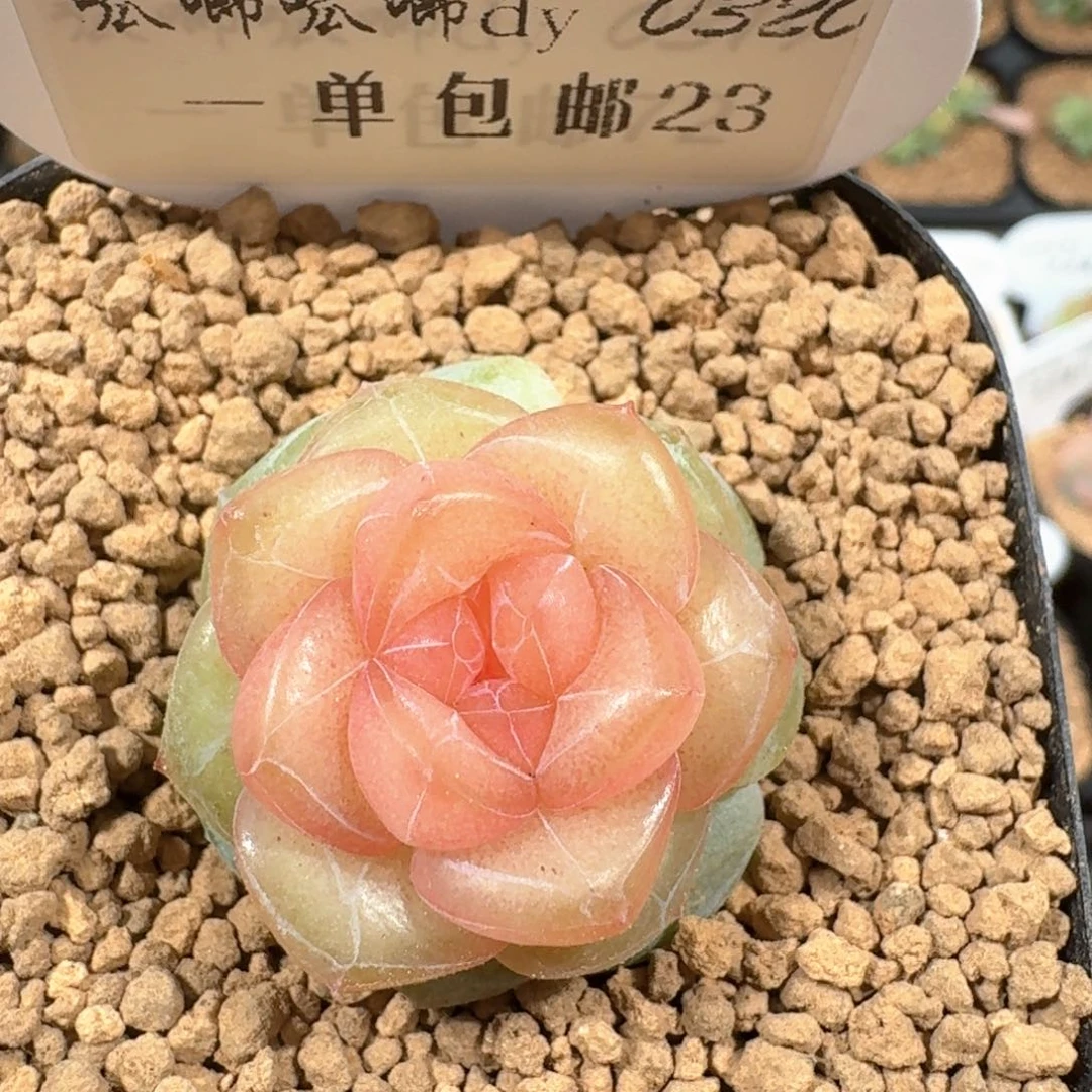 0320-023-杂交编号混