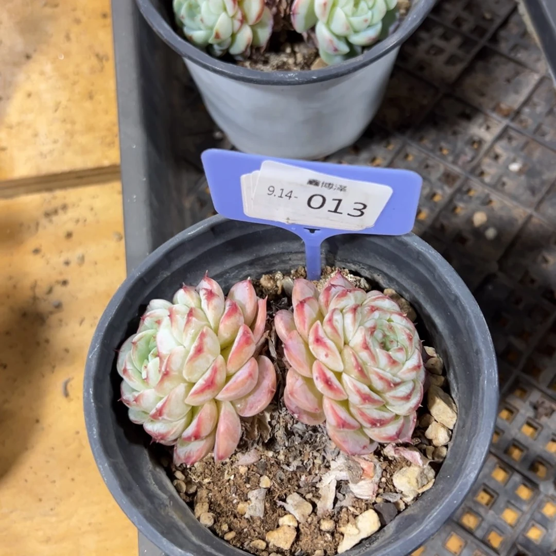 用****8定向9.14-013
