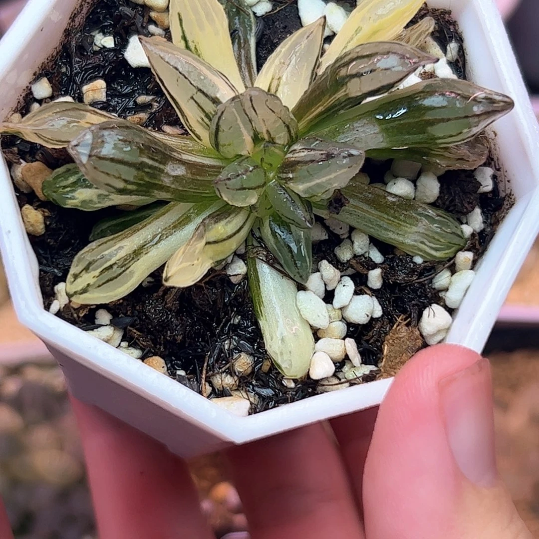 西瓜锦十二卷多肉植物