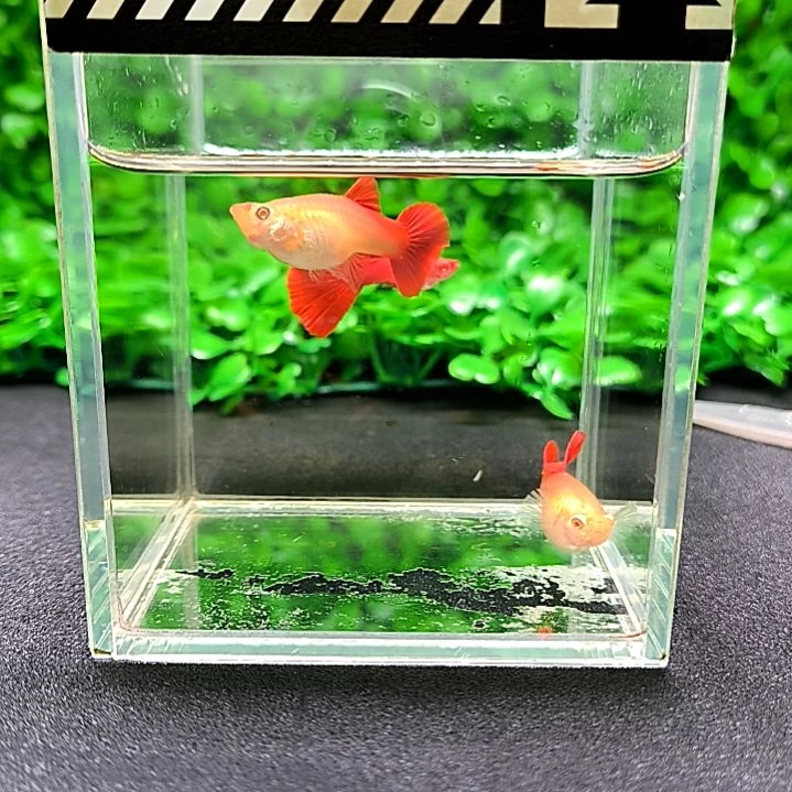 海水鱼精品孔雀鱼血红一公两母带胎胎孕