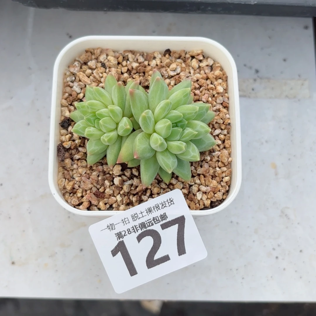 青花瓷无盆土发货