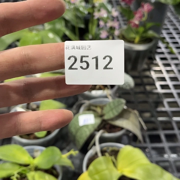 当前无花栽培后可以开花2512 叶黄烂根裸根发货任何理由不包售后