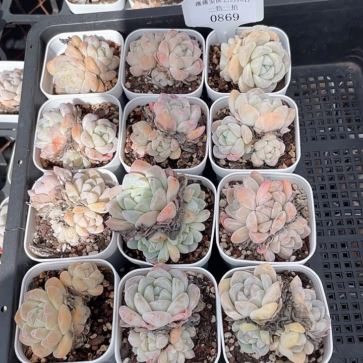 薇薇安园艺多肉0869