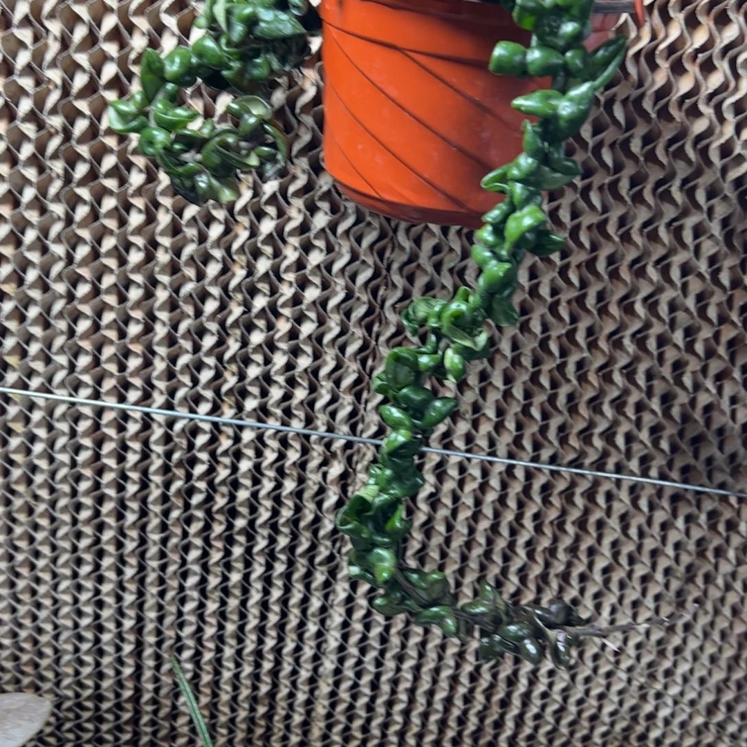 小***樊完全开放深绿卷球兰