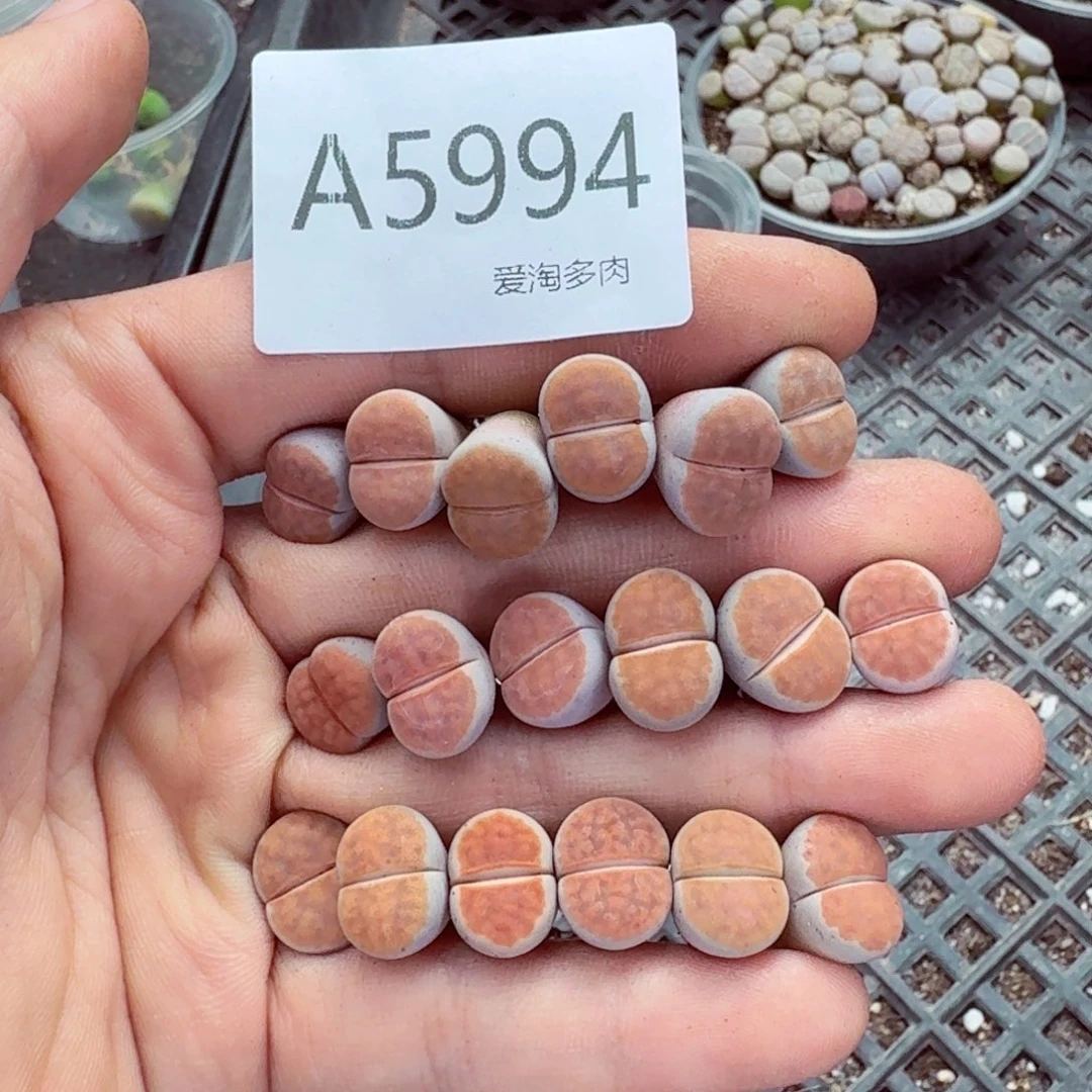 5994—生石花 生石花
