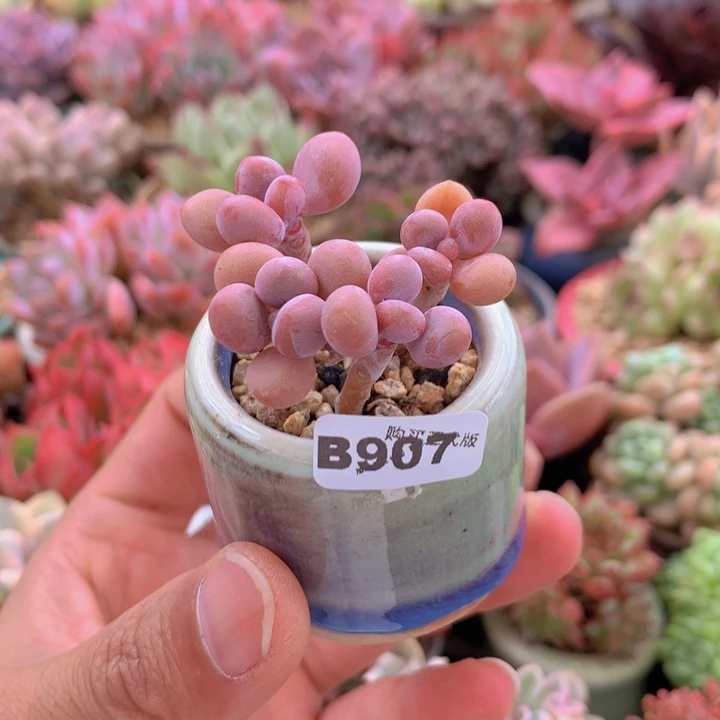 一物一拍含盆土满38包邮B907