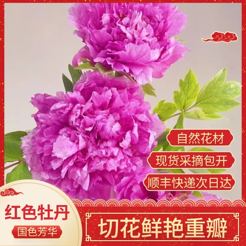 【红牡丹】国色芳华同款-中国红 重瓣立春鲜切花插花花卉基地直发