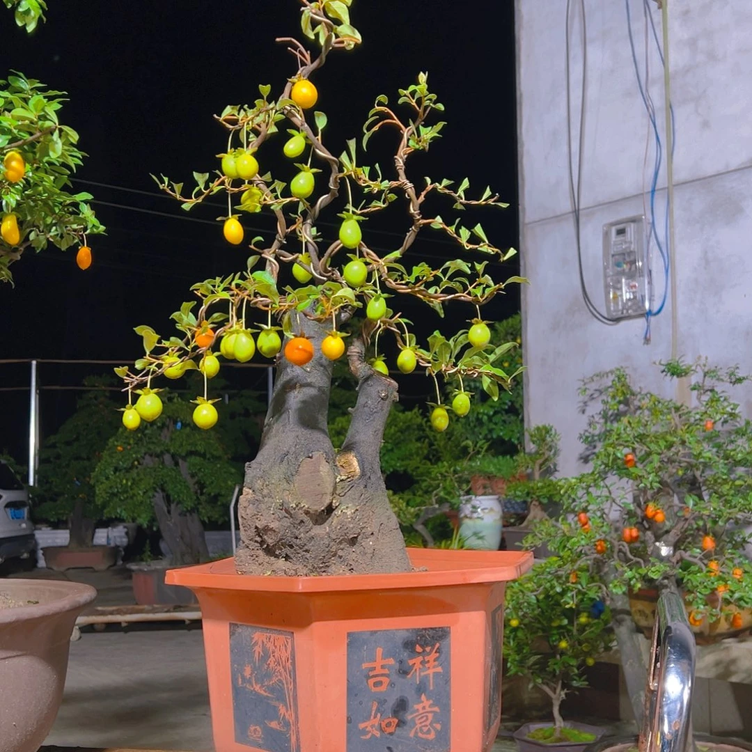 无花朵嫁接金弹子