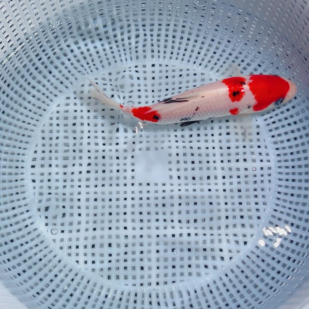 锦鲤锦鲤观赏鱼1111