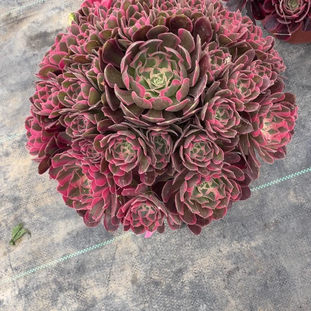 茶杯紫砂用****80798发货发货发货发货发货