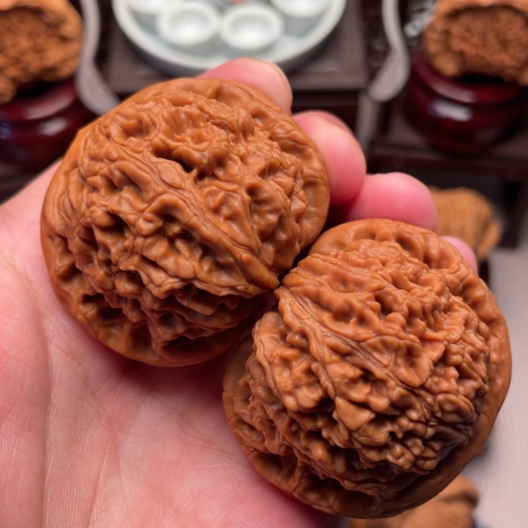 红皮爆肉粗筋水龙44+