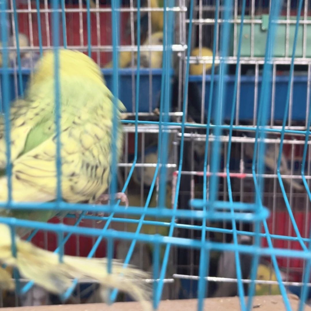 虎皮鹦鹉我的小姐姐