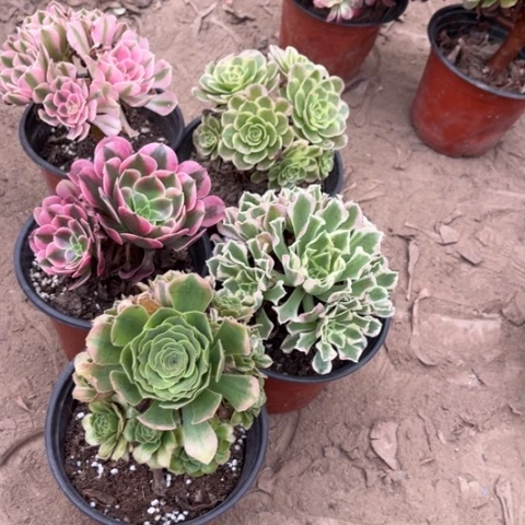 929多肉植物组合，