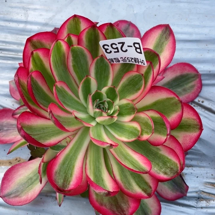 253倾城多肉12345678