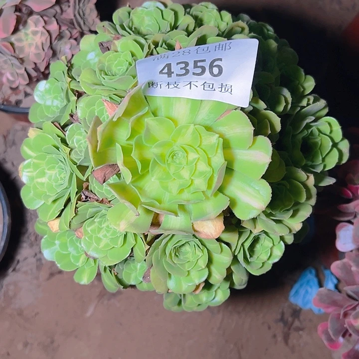 4356五彩琉璃多肉植物