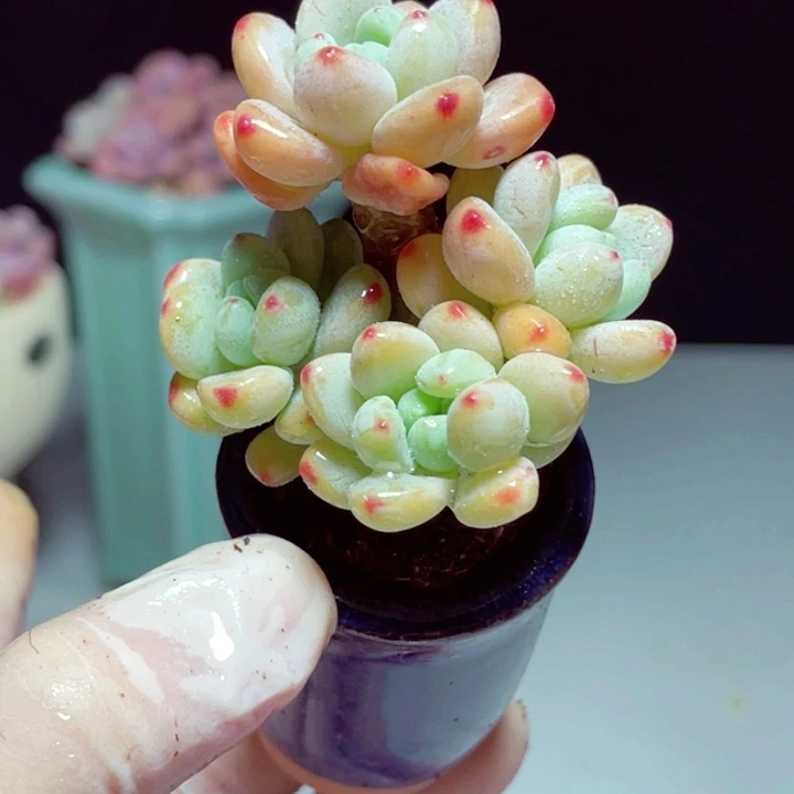 罗琦样品1颗带盆号5