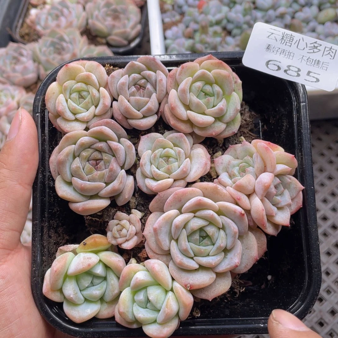云糖心多肉植物685