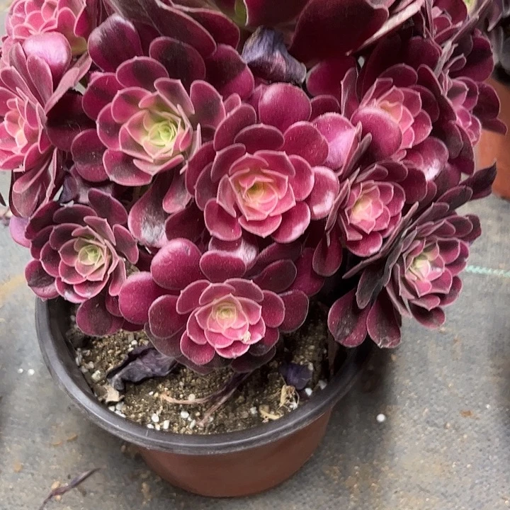 多肉植物美杜莎锦。