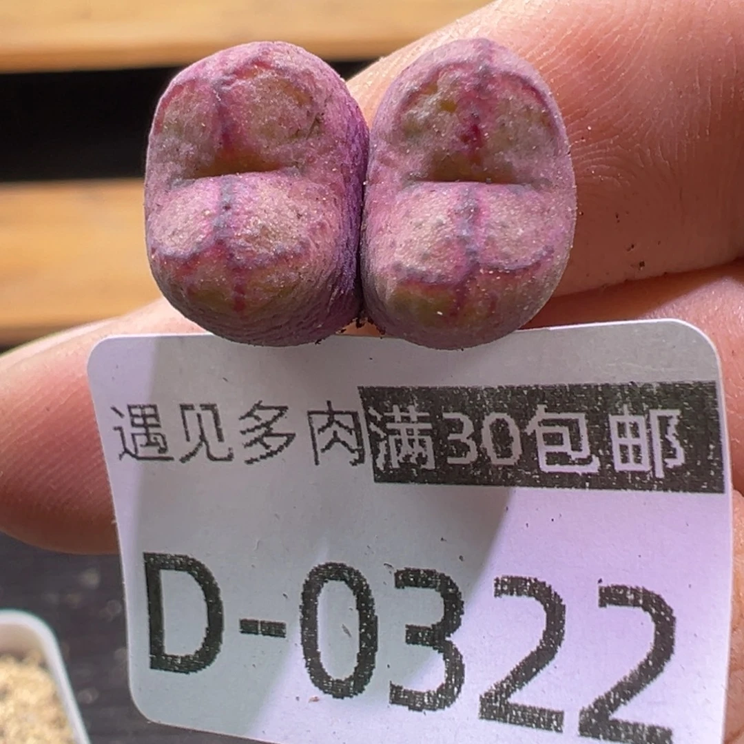 多肉植物1111111111