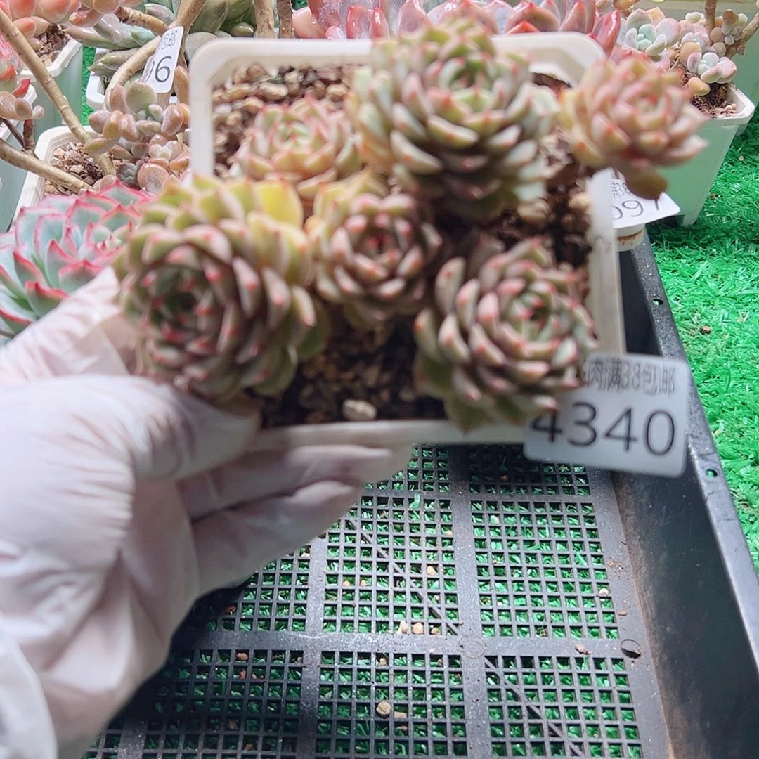 无花朵多肉一物一拍植物4340