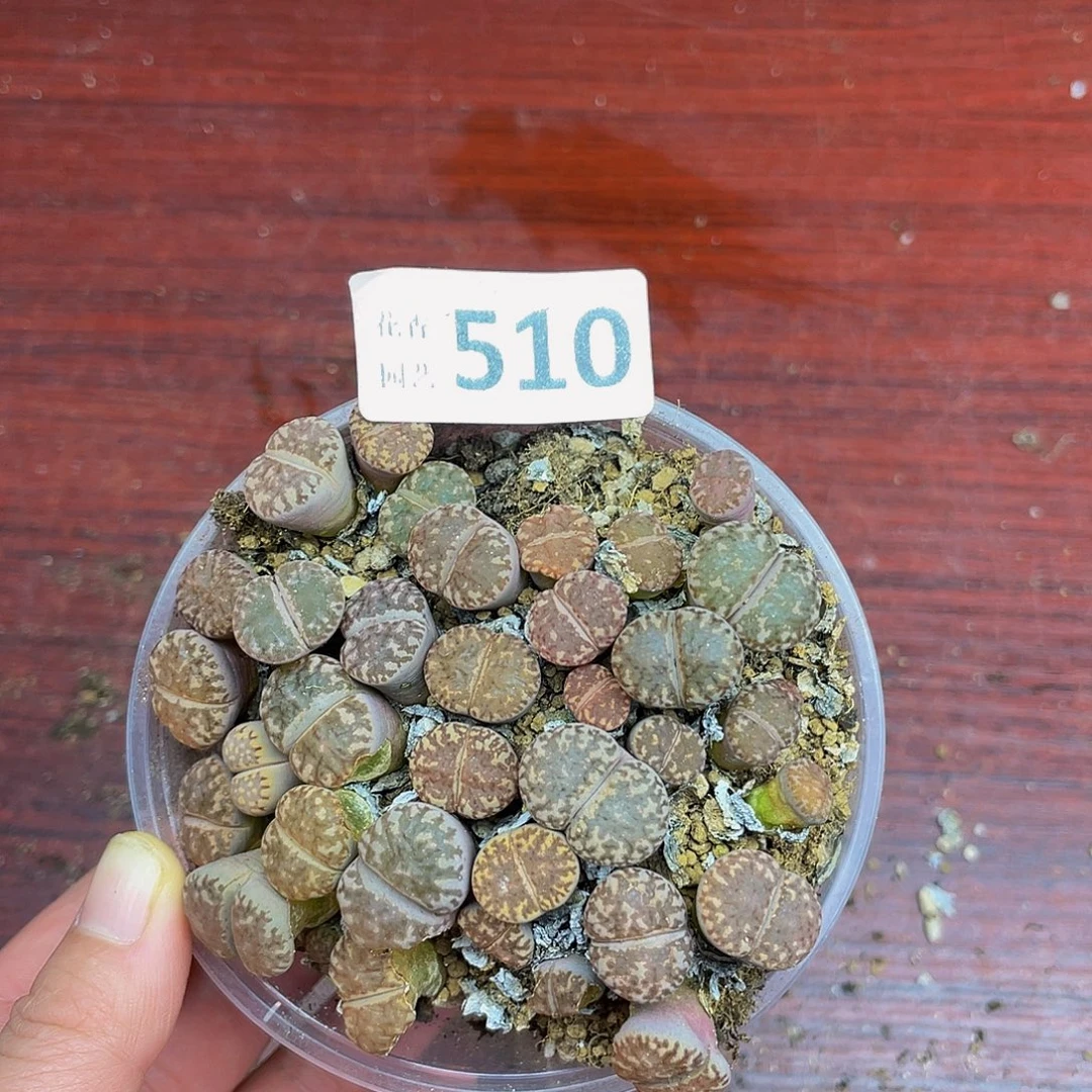 余****5100000000花花花花花花