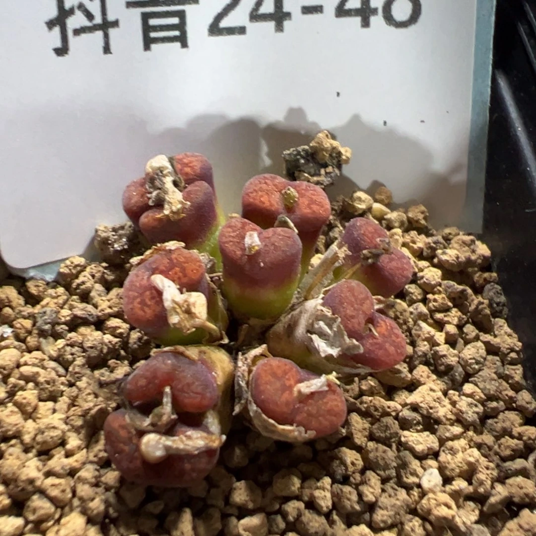 24-48肉锥多肉植物