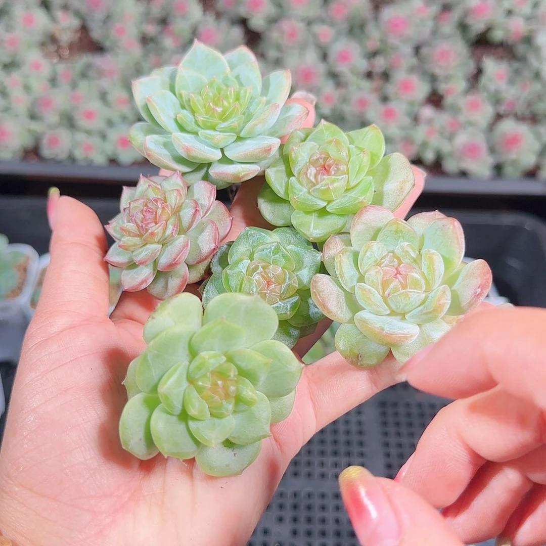 0925---201糖心珍妮
