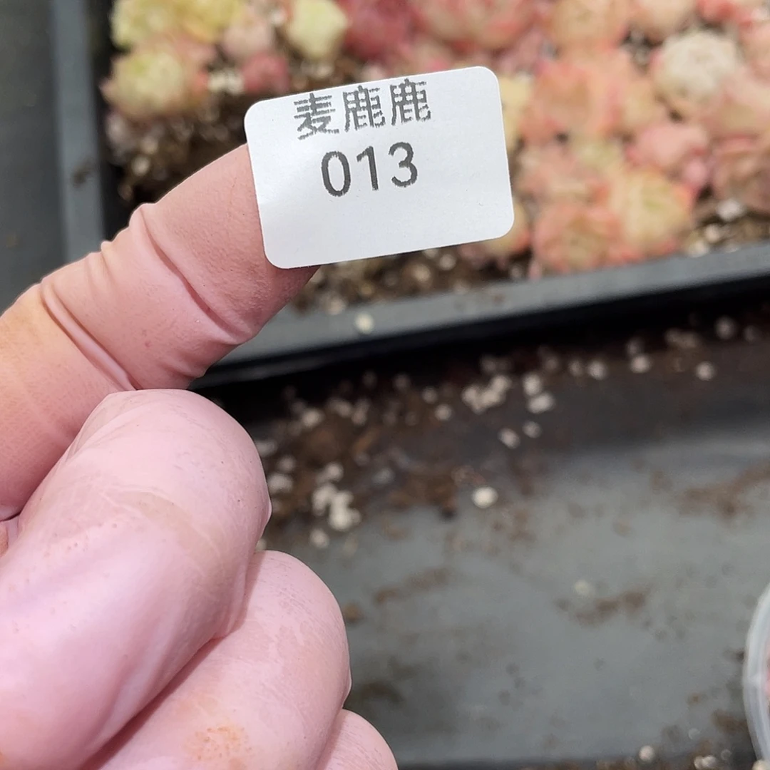 天***师013。定。