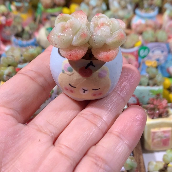 3年桩精品冰透糖心冰玉带盆发货