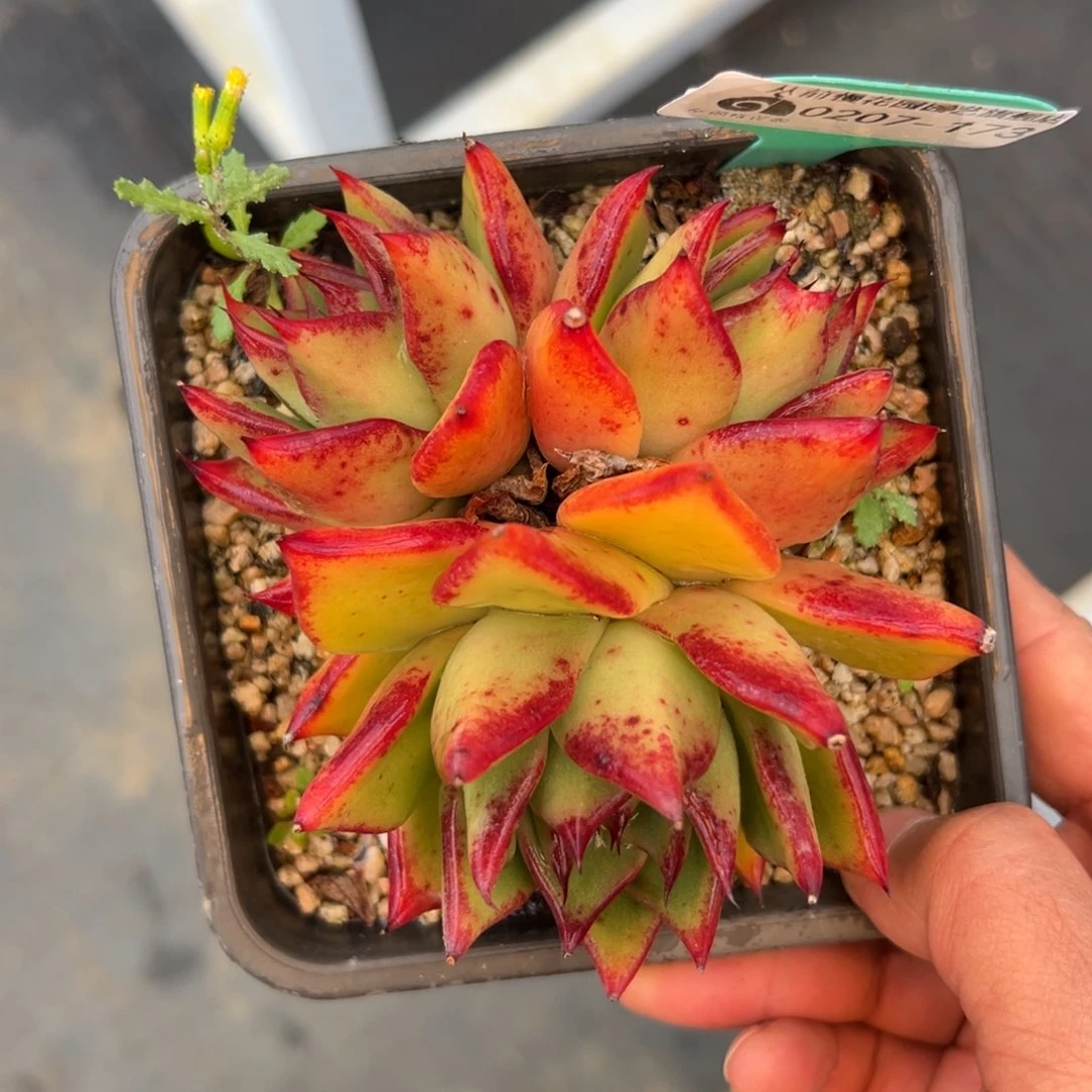 多肉一物一拍0207-173