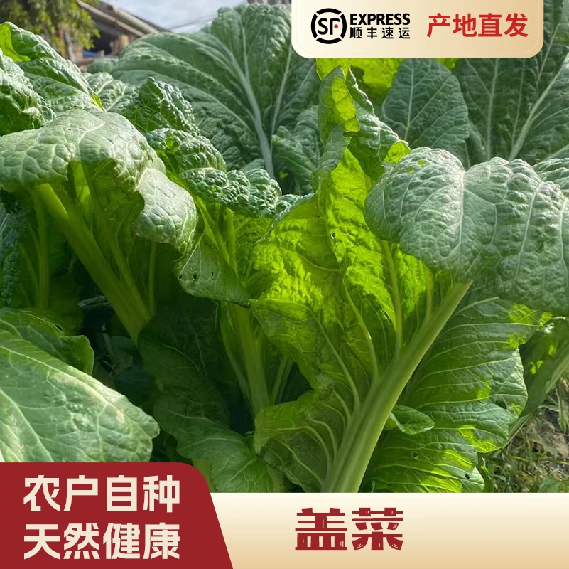 【发顺丰快递】盖菜5斤