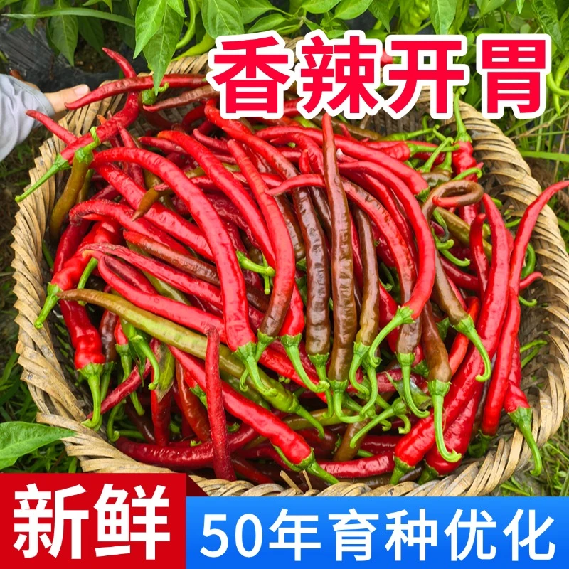 【湖南特辣辣椒】湖南香辣薄皮软香辣辣椒土辣椒新鲜辣椒青椒薄皮