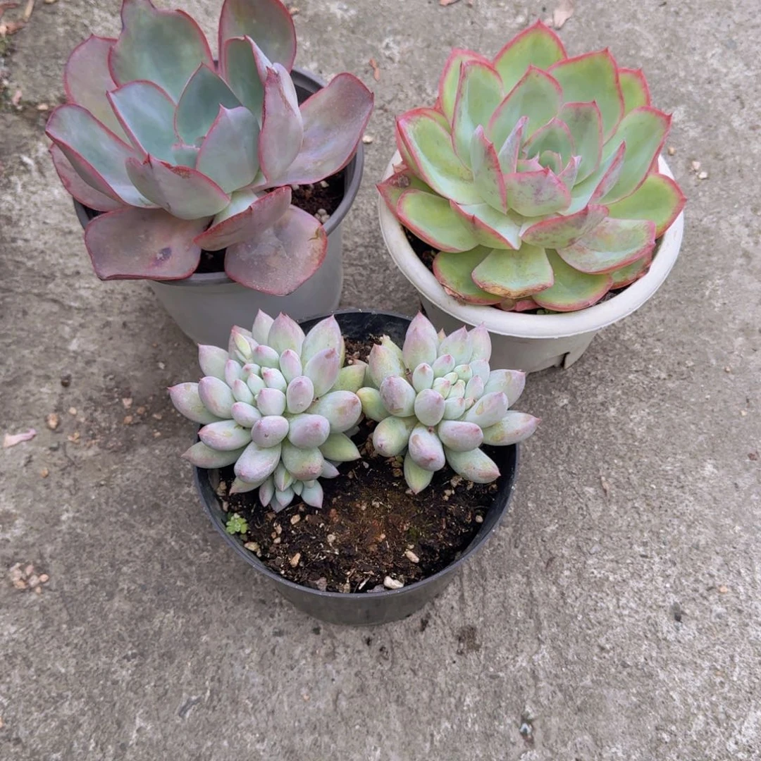 三颗脱土60米包邮呀呀呀