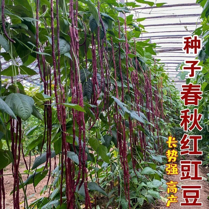 热卖小店推荐高量春秋红豇豆种子特长紫红豆角种子高产早熟四季抗