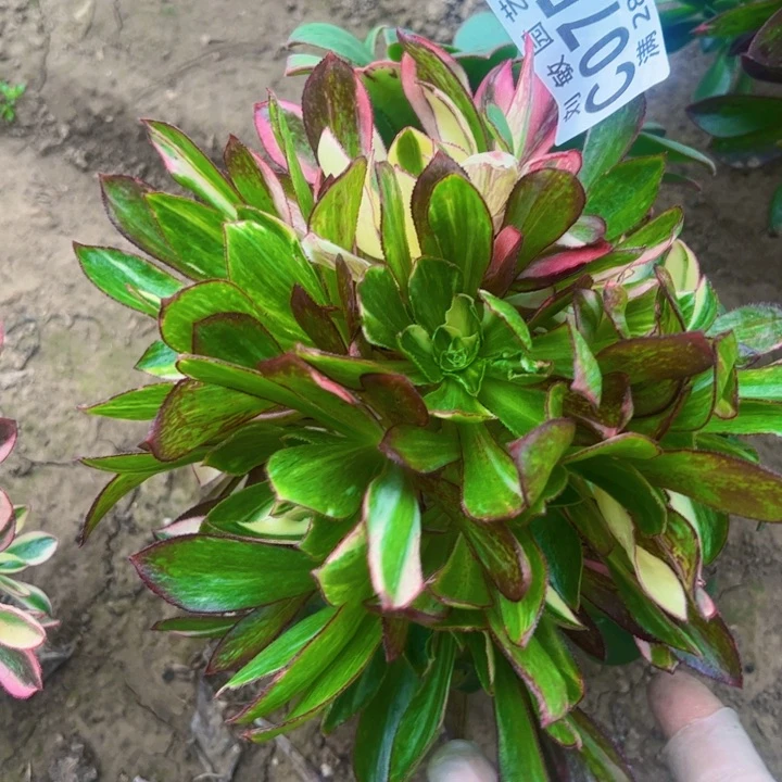 0754多肉植物冰7彩无根