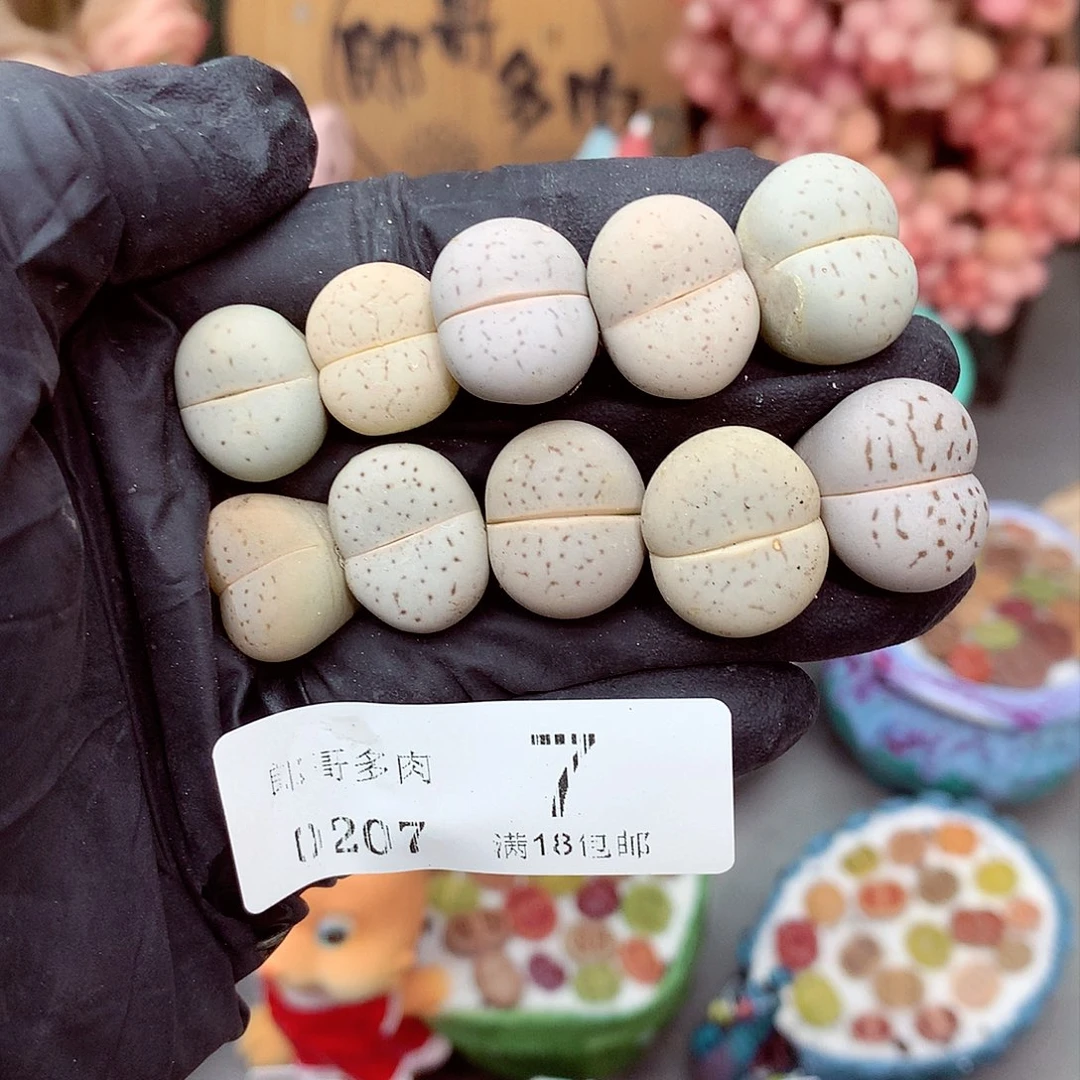 生石花满18包邮7-7