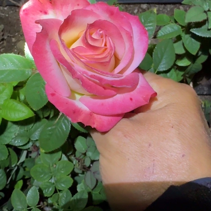 无花朵凝脂二加仑