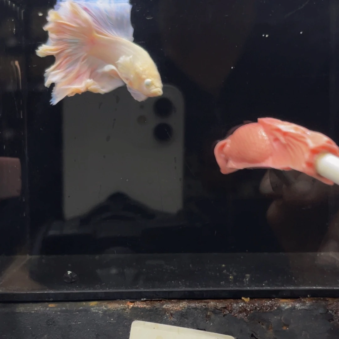 蓝口孵鱼Hahhahshshs 519