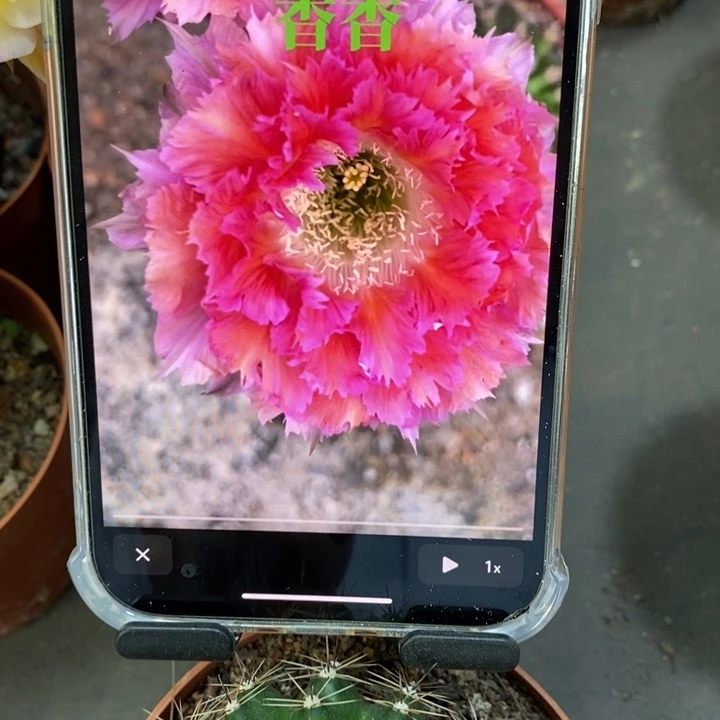 香香2号羽毛6公分左右
