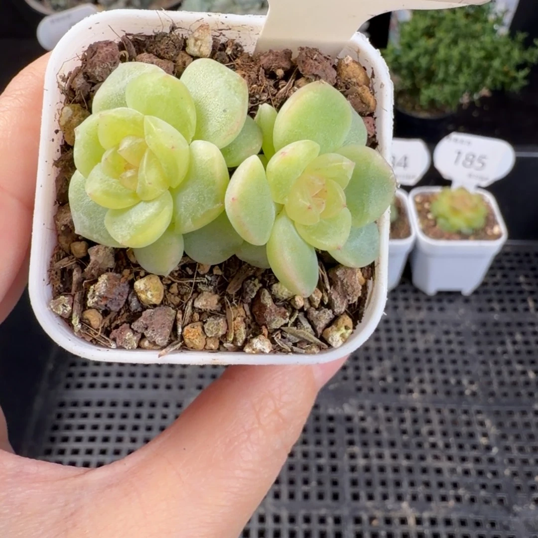 青柠甜心双头186号