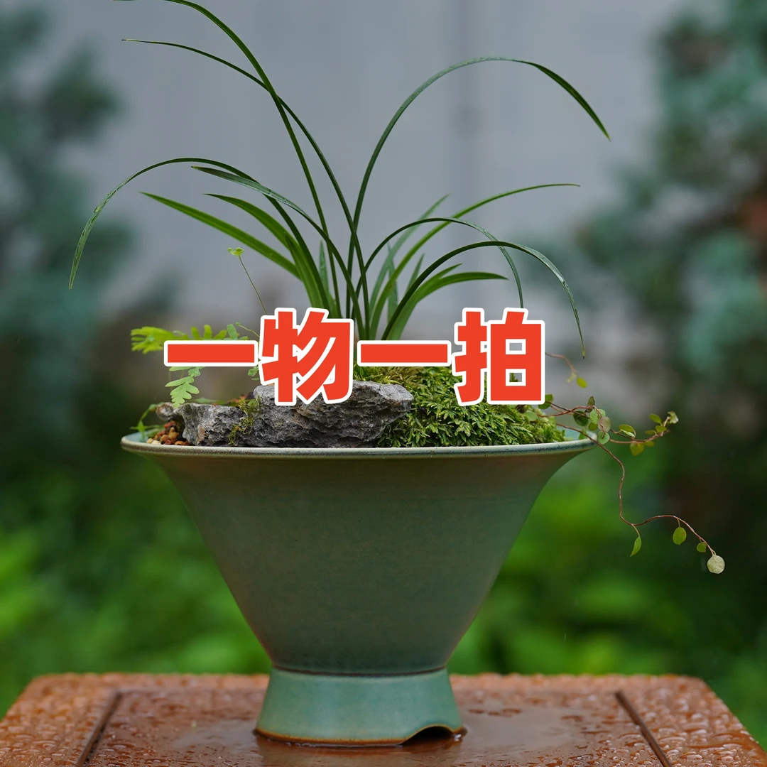 一物一拍 兰花（选好苗再下单）50-500